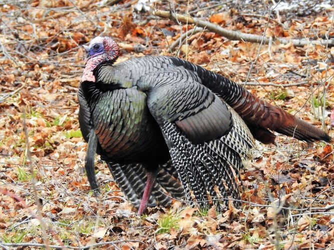 First light, first lessons: youth turkey hunters